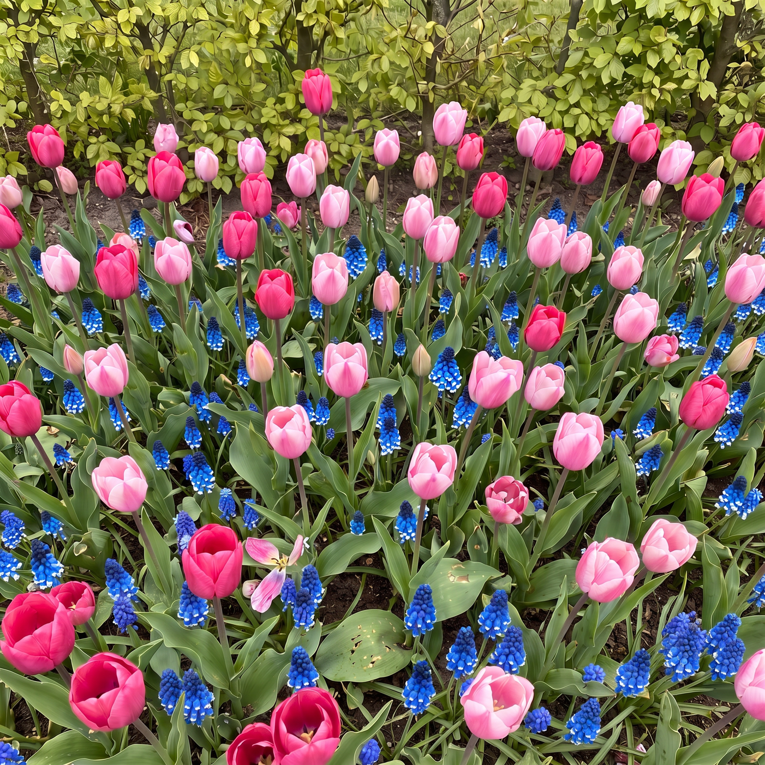 Fertigbeet 'Forever Pink' (1 m²)